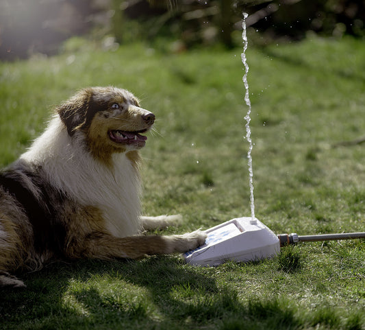 Dogman vattenfontän