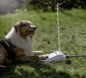 Dogman vattenfontän